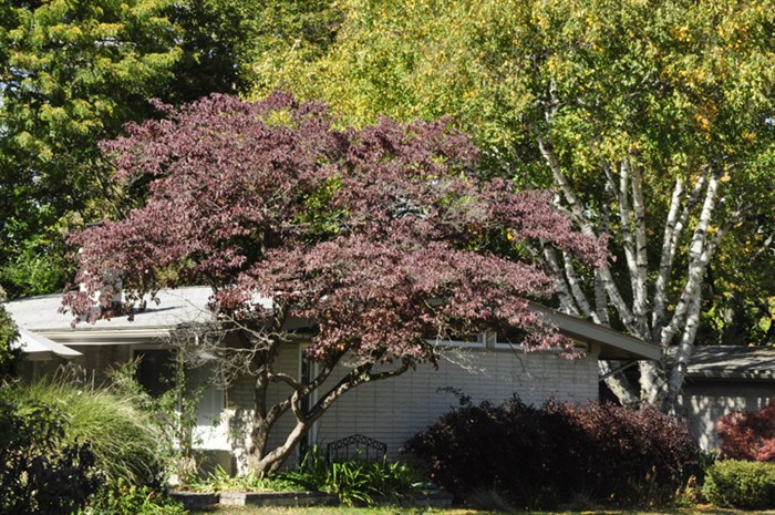 CornusFl9977s.jpg