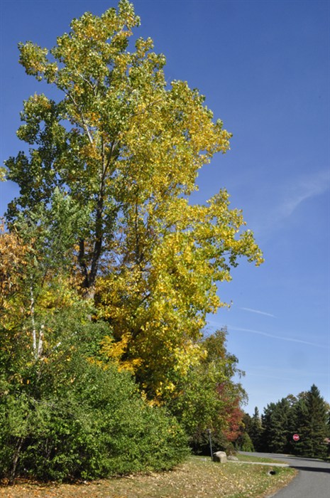 Populus9953s.jpg