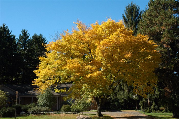 Yellowwood0902.jpg