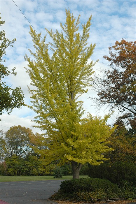 Ginkgo1174.jpg