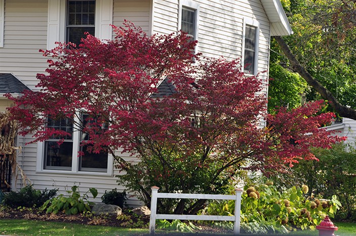 Gardenatoz Burning Bush Garden A To Z