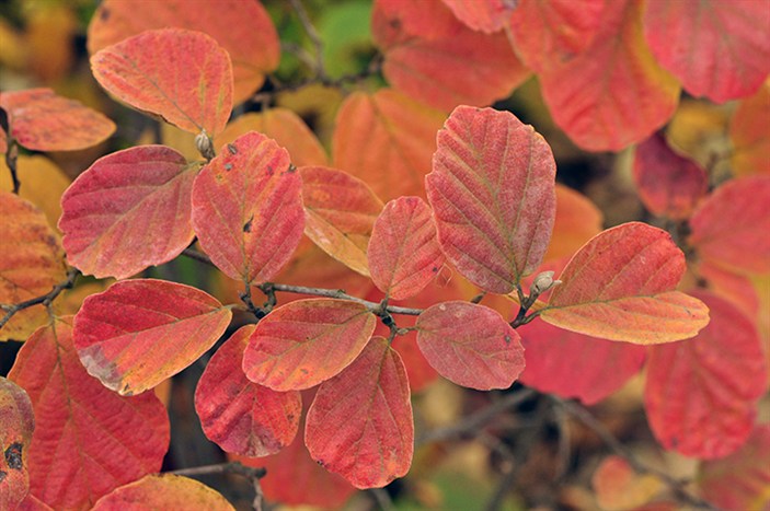 Fothergilla1290.jpg