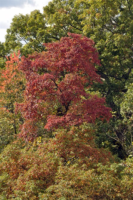 Sourwood1010.jpg