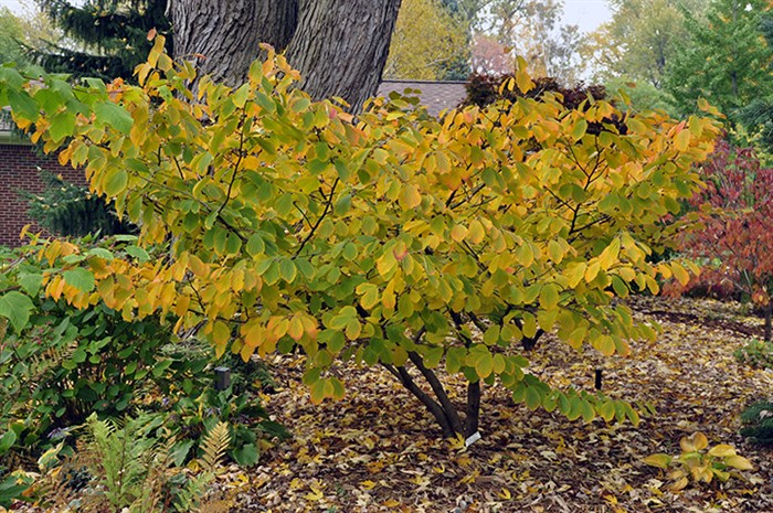 Witchhazel1244.jpg