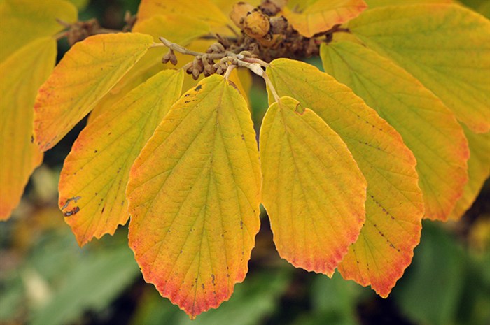 Witchhazel1311.jpg