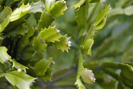 GardenAtoZ - Cut back big Christmas cactus - Garden A to Z