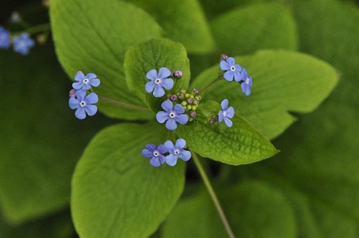 Brunnera8437.jpg