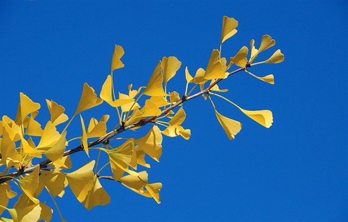 GinkgoFol3094.jpg