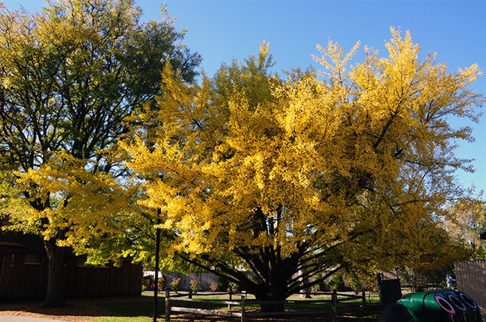 ZooGinkgo3090.jpg