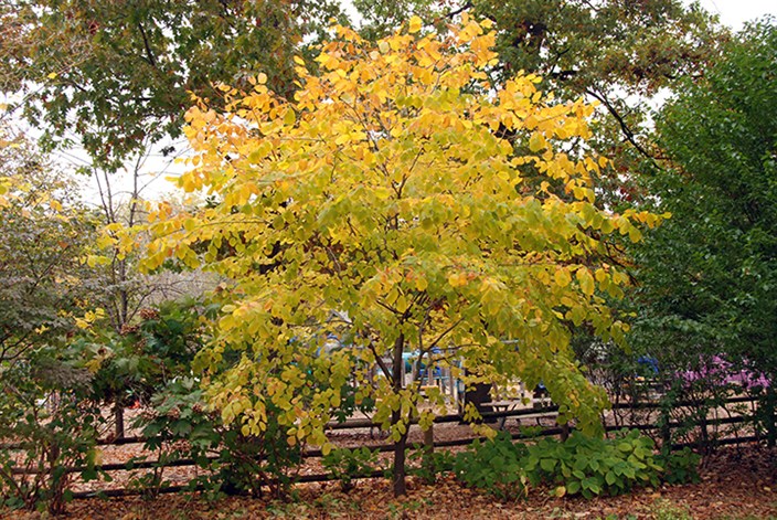 Yellowwood0298.jpg