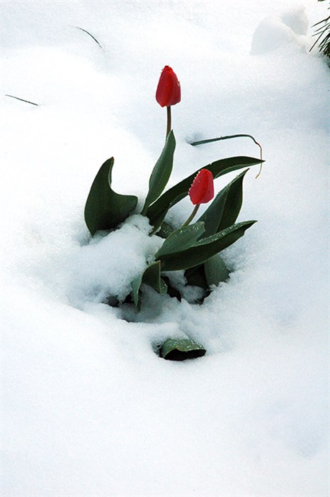 SnowyTulip7712.jpg