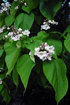 Catalpa4005.jpg