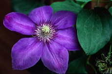 Clematis8M05.jpg