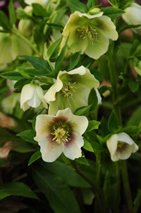 HellebNoName8129s.jpg