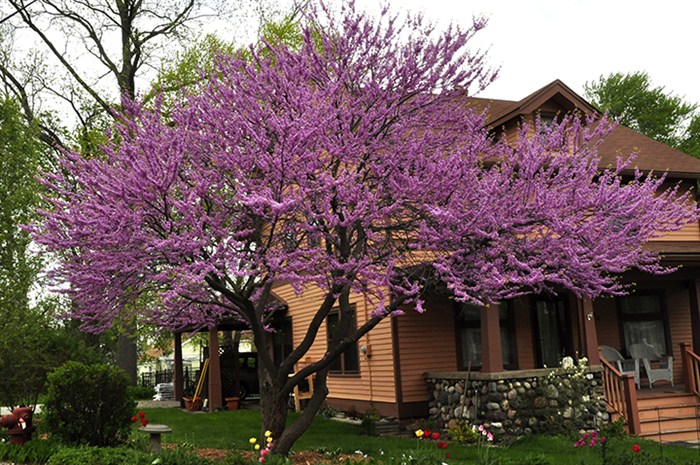 Redbud6958.jpg