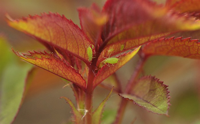 Aphids7729.jpg