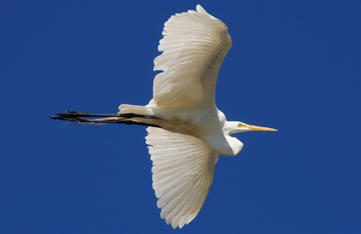 EgretFlying.jpg