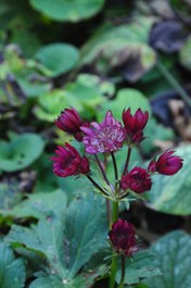 AstrantiaFl3111s.jpg