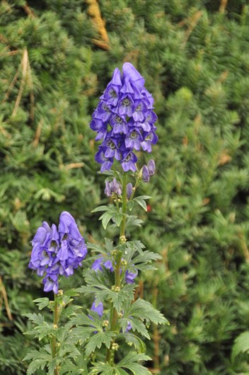 MonkshdFl1548s.jpg