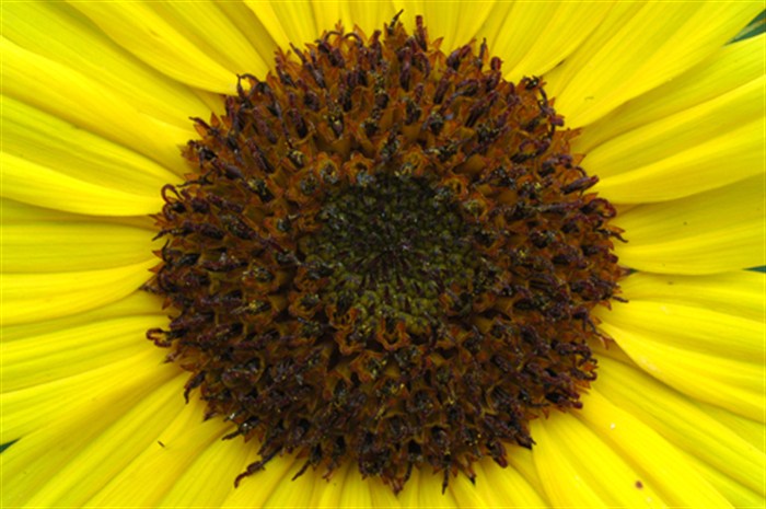 HelianthucCose3351.jpg