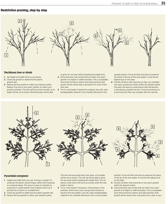 GardenAtoZ - A look inside Trees - Garden A to Z