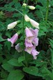 Digitalis1929.jpg