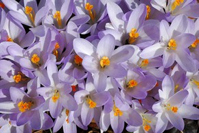 Crocus1688.jpg