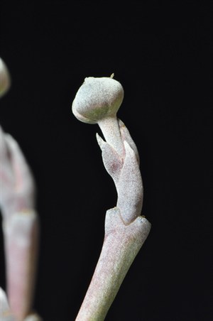 CornusFlBud5128s.jpg