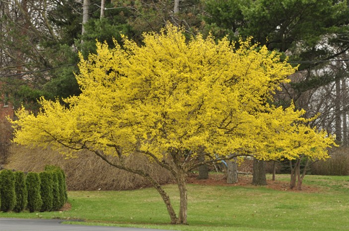 CornusMasBlms5256s.jpg