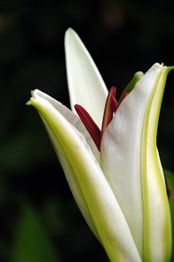 Lily8047.jpg