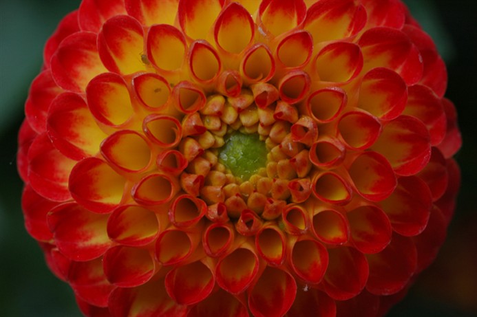 OrangeDahlia1624.jpg