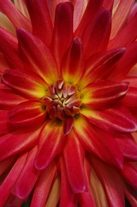 RedDahlia1650.jpg