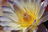 WaterLily4786.jpg