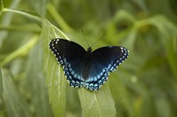 BlueButterfly0129.jpg