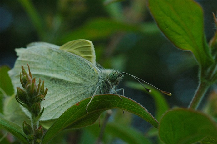 GreenButterfly0553.jpg