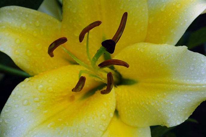 Lily6974.jpg