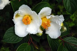 Stewartia4362.jpg