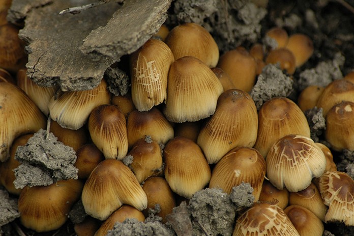 Mushrooms1125.jpg