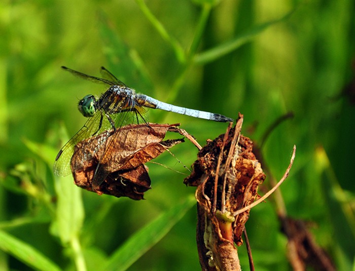 Dragonfly6777.jpg