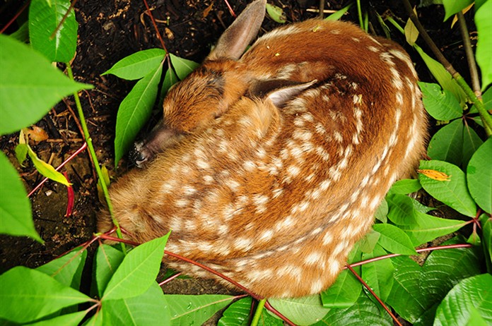 Fawn4059.jpg