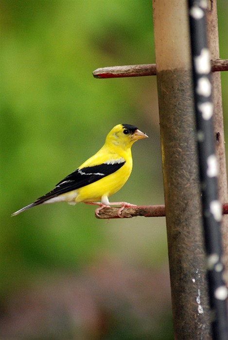 Goldfinch8570.jpg