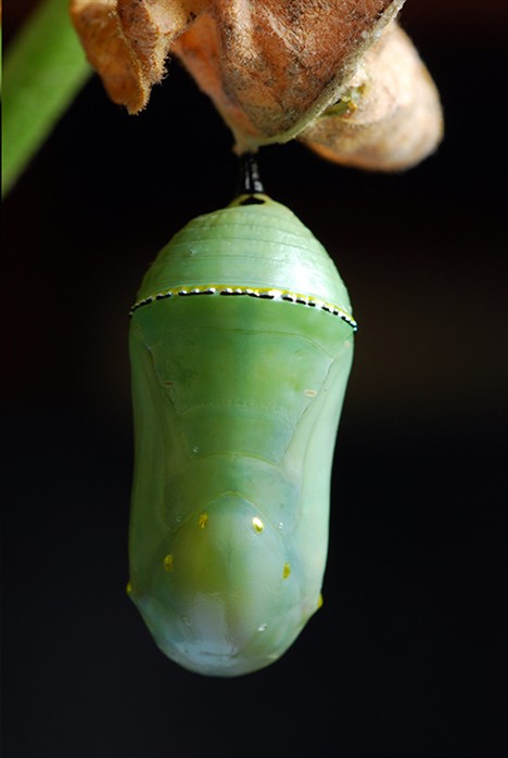 GreenChrysalis1601.jpg