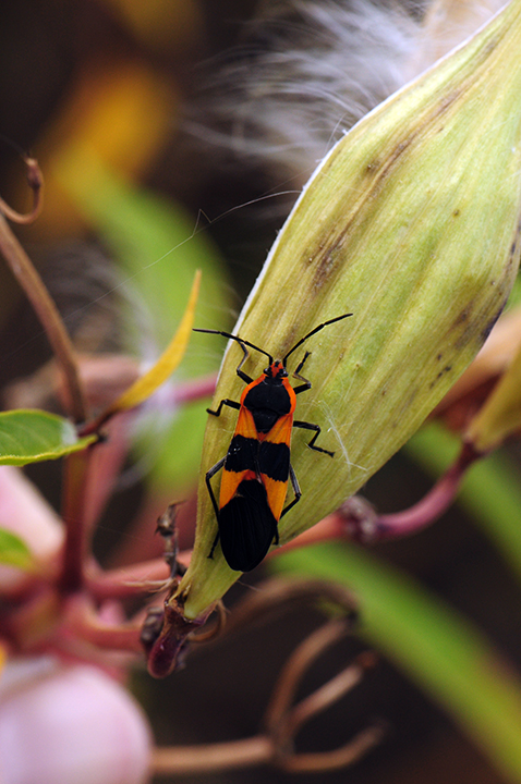 MilkweedBug2145.jpg