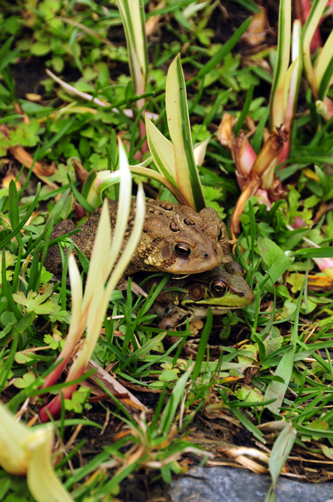 ToadFrog0555.jpg