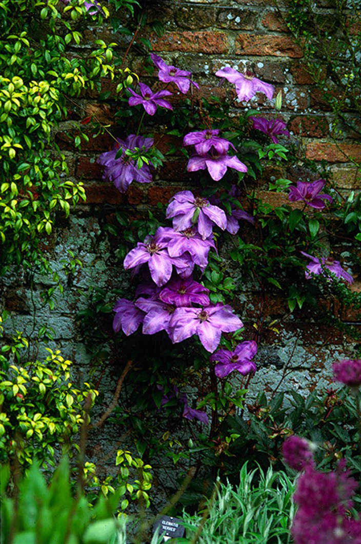 Clematis8Mos0118.jpg