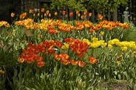 OrangeTulips1197.jpg