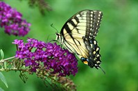 YellowSwallowtail4423.jpg