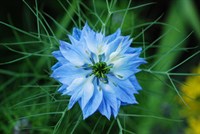 BlueFlower2388.jpg