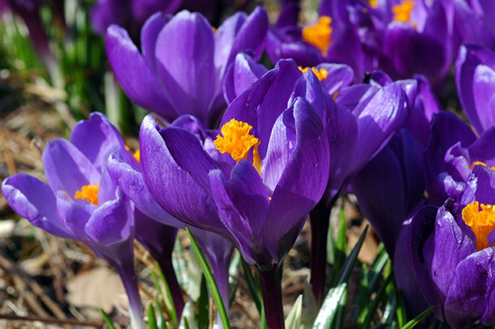 Crocus1203.jpg