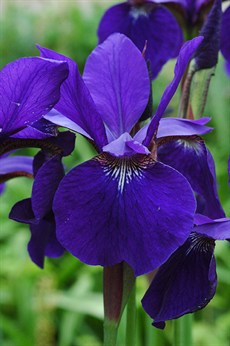 Iris0835.jpg